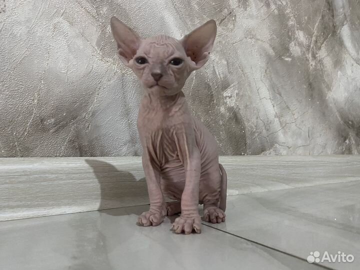 Котята сфинкс