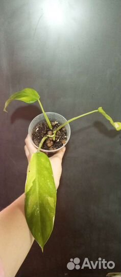 Филодендроны бесплатно