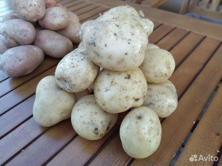 Продам картофель