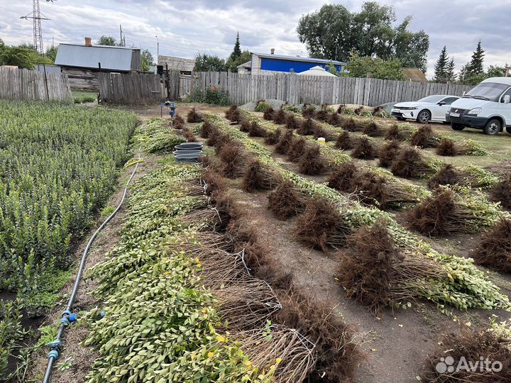 Кизильник блестящий