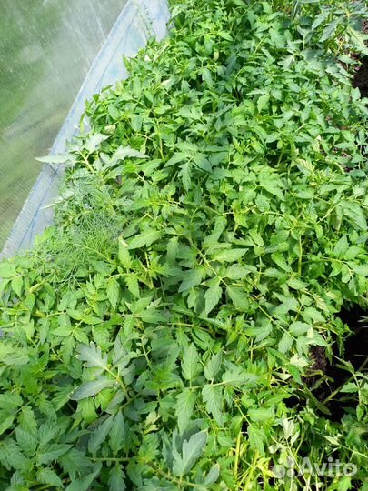 Рассада помидор