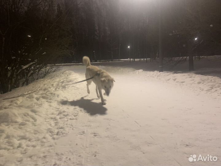 Выгул собак