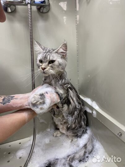 Стрижка собак и кошек груминг