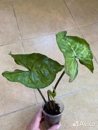 Сингониумы сортовые