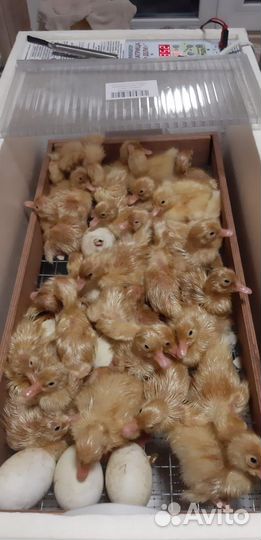 Утиные яйца