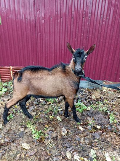 Альпийский козлик