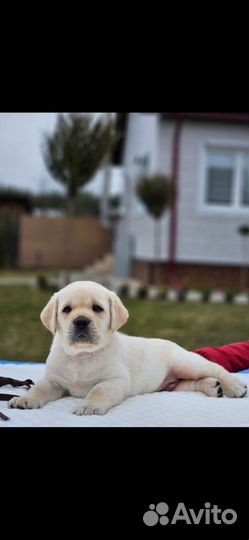 Щенки лабрадора