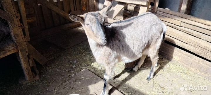 Продается годовалая коза