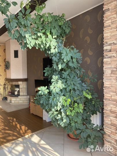 Продам крупногабаритные растения