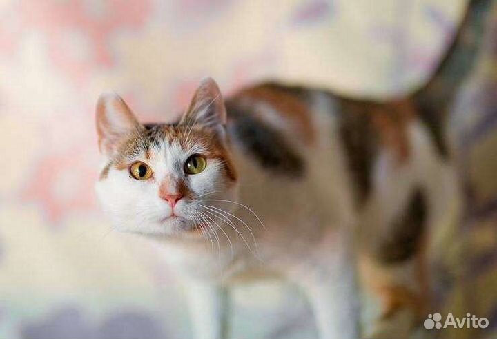 Ариэль ищет дом