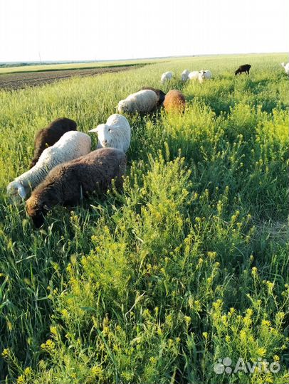 Овцы бараны