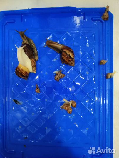 Отдам улиток