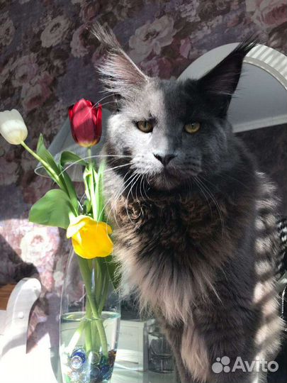 Мейн-кун вязка