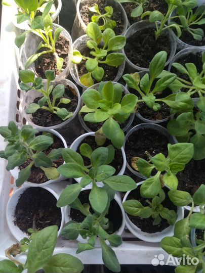 Продаю розы петуния георгины