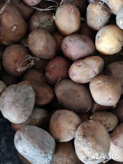 Картошка крупная и мелкая на корм