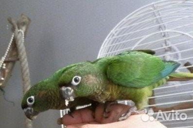 Попугай перрура