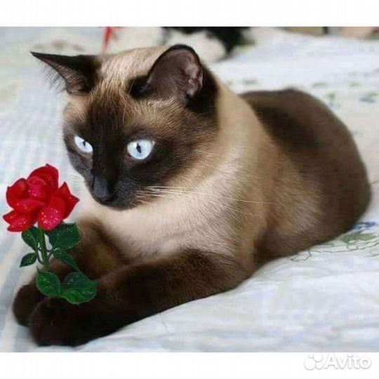 Тайские котята