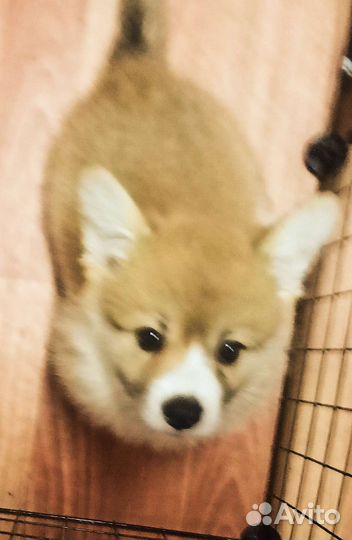 Вельш-корги пемброк девочки