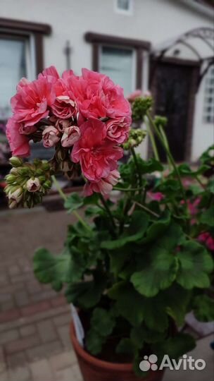 Пеларгония Герань Jägershus Falej