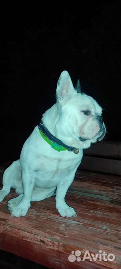 Французский бульдог кабель вязка