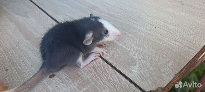 Крысята дамбо и лысики-сфинксы