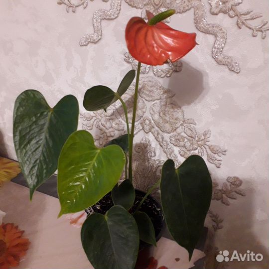 Антуриум андреанум, аглоонема