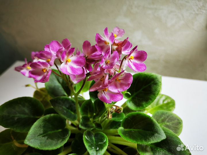 Фиалки молодые цветущие растения