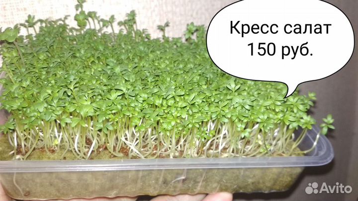 Микрозелень с Сити фермы