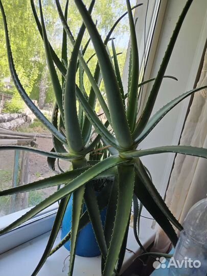 Алоэ, антуриум