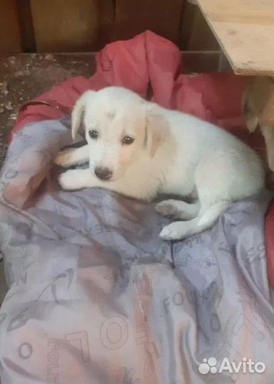 Отдам щенка мальчика,в добрые руки