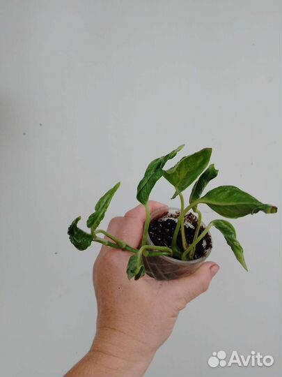 Сциндапсус