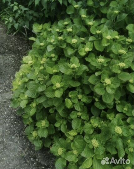 Гортензия - endless summer original