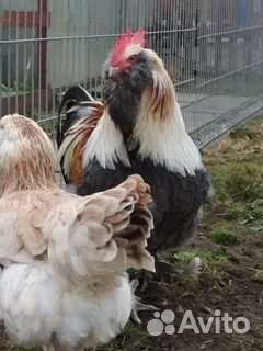 Инкубационное яйцо