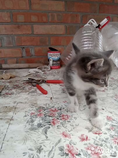 Кошки в добрые руки бесплатно
