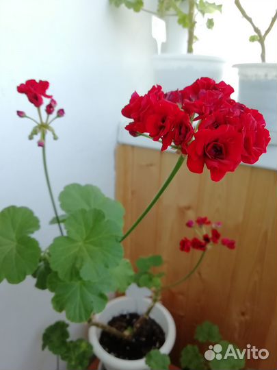 Пеларгонии