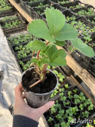 Рассада клубники