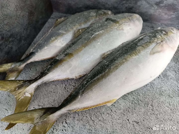 Лакедра желотохвостая неразд