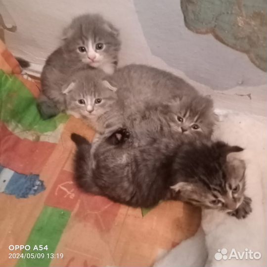 Котята в добрые руки бесплатно