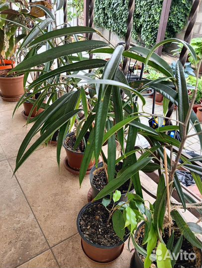 Фикус Биннендийка (Али)