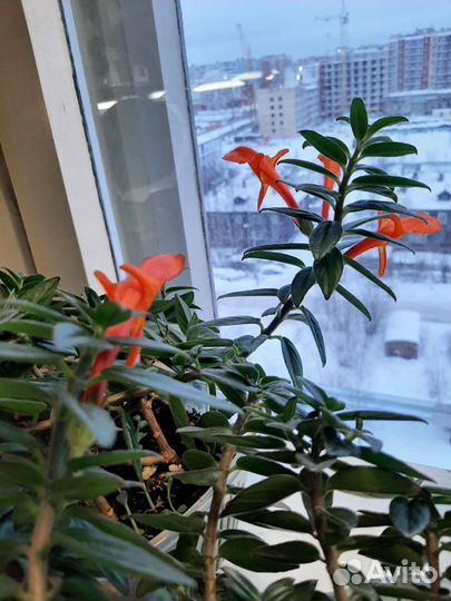 Колумнея кракатау