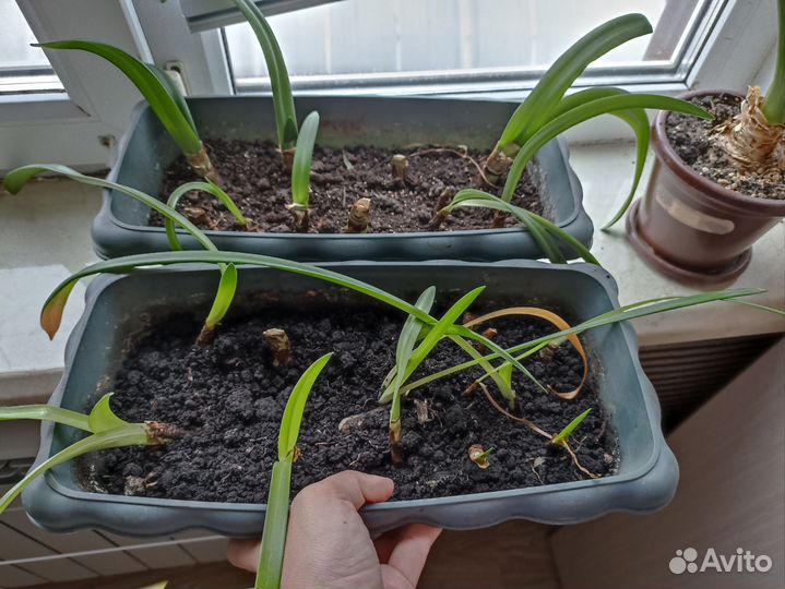 Гиппиаструм (луковички детки)