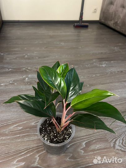 Аглаонема Сиам aurora