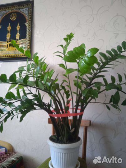 Замиокулькас