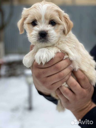 Мальтипу Ф1