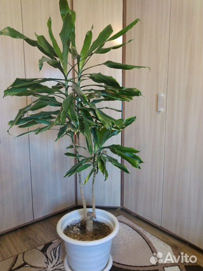 Драцена душистая