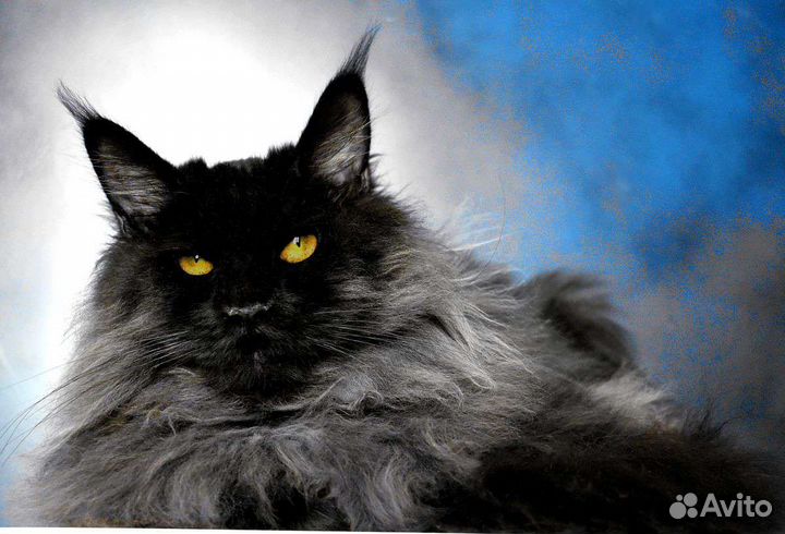 Кокси - Мейн-кун