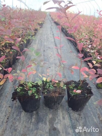 Саженцы голубики