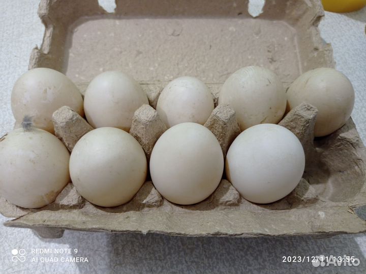 Яйца утиные для инкубации