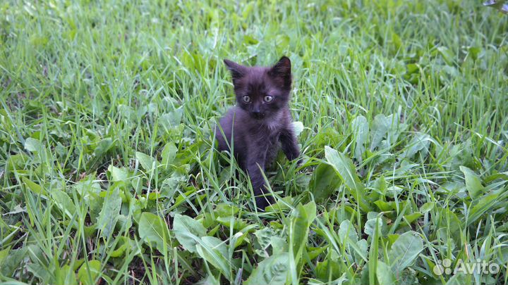 Котенок в добрые руки