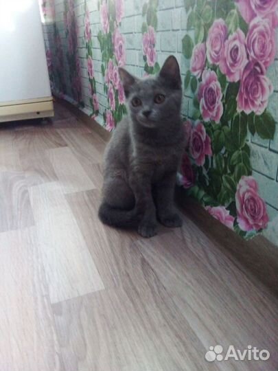 Котенок(девочка)